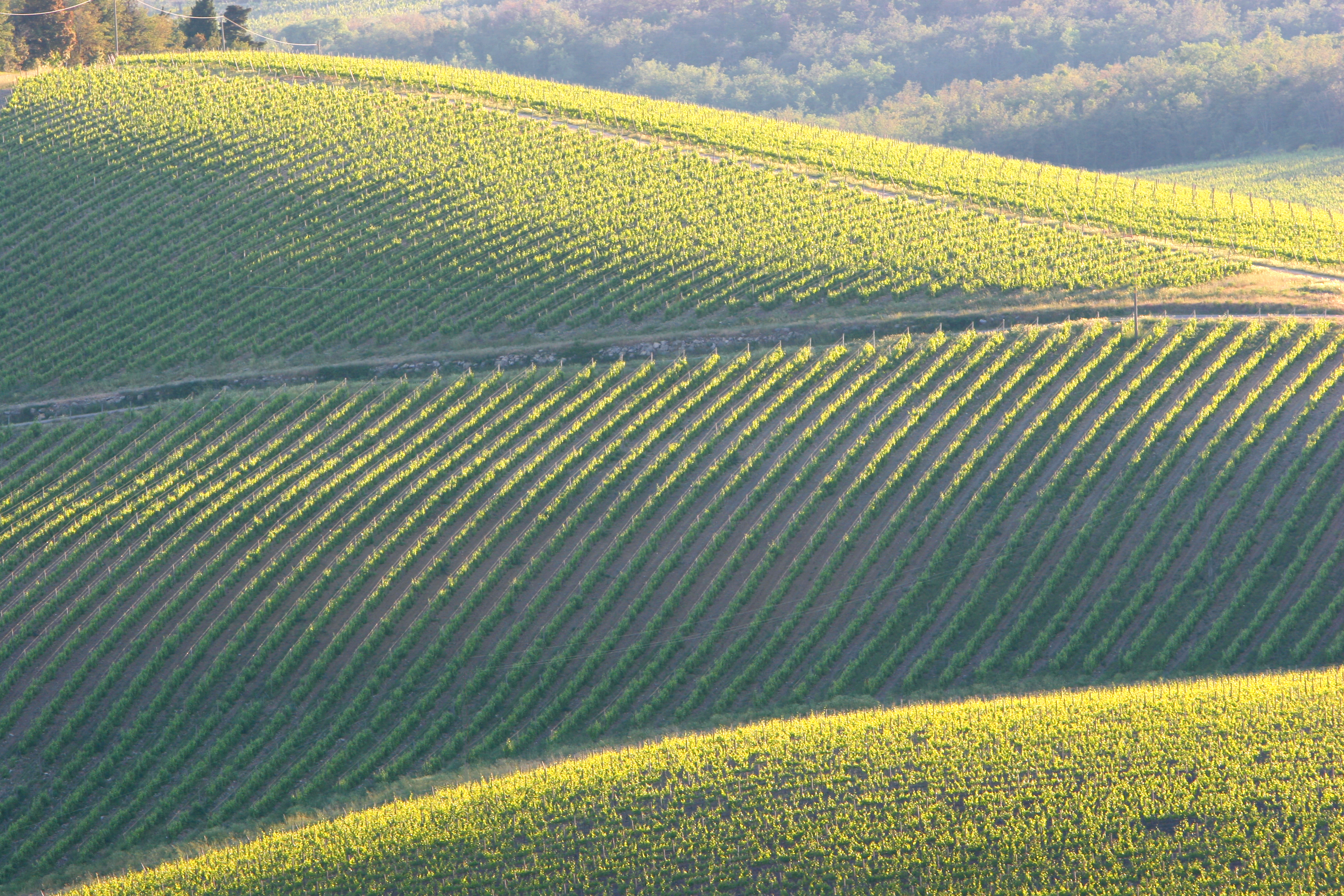 sea of vines