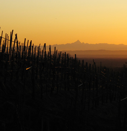 gattinara