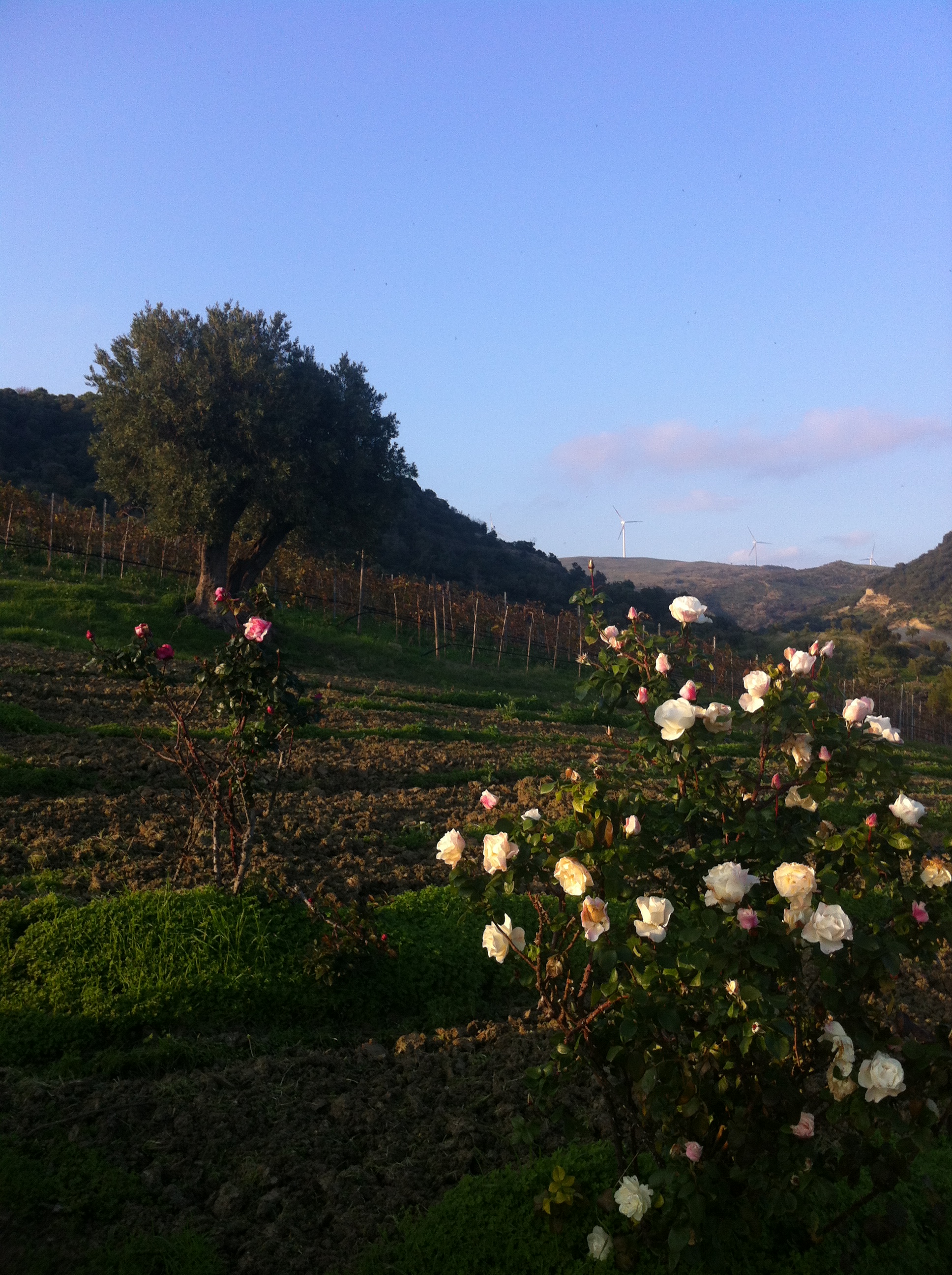 cerauso's vines