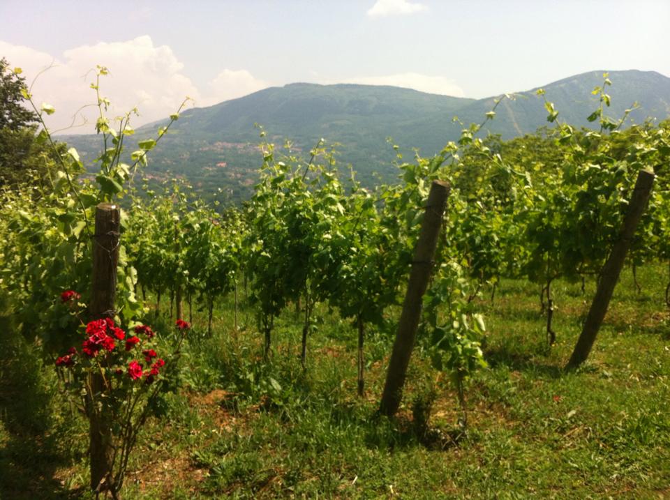 vines at villa raiano