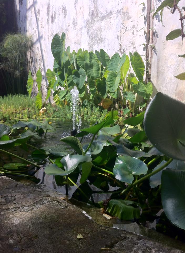 the garden 1