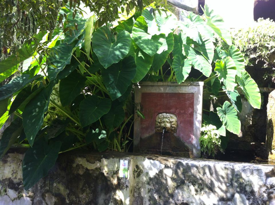 the garden 2