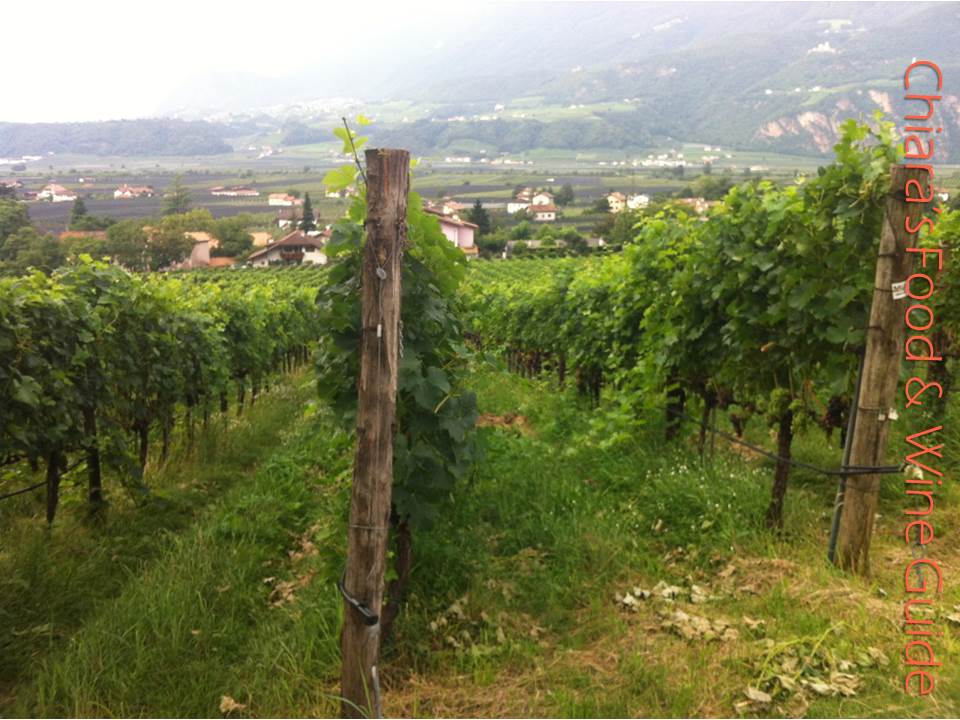 vines