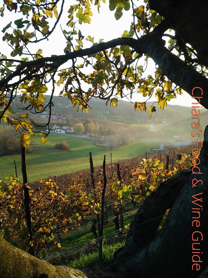 vines at Poderi Luigi einaudi