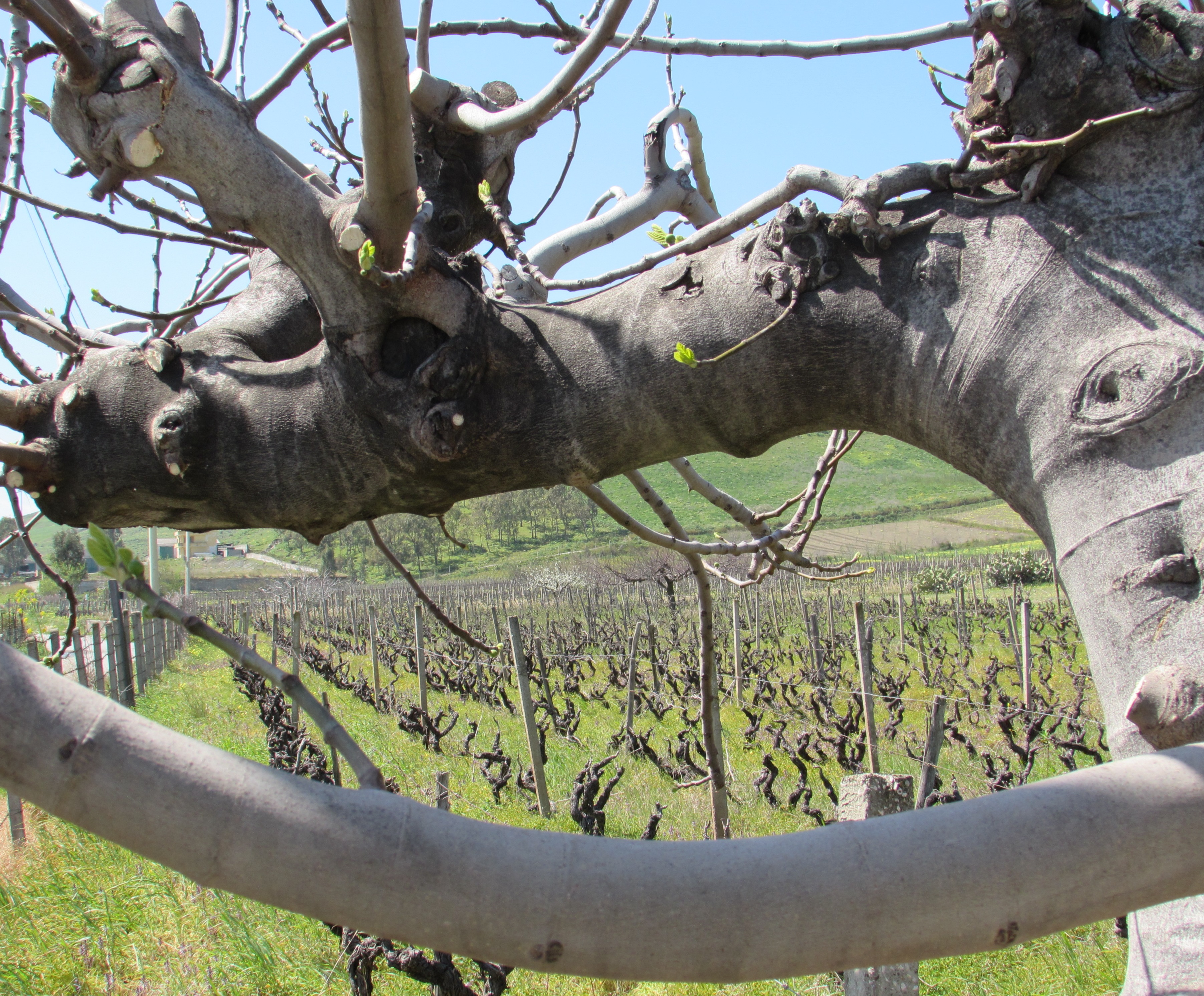 iuzzolini vineyards