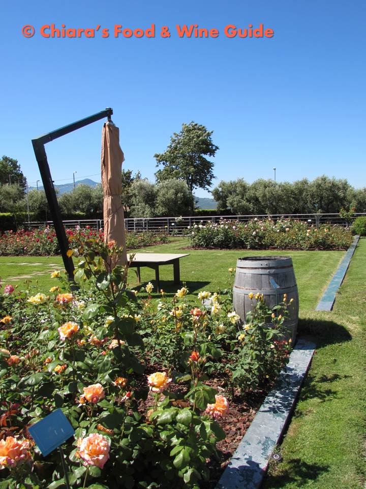 giardino di rose dei feudi di San Gregorio
