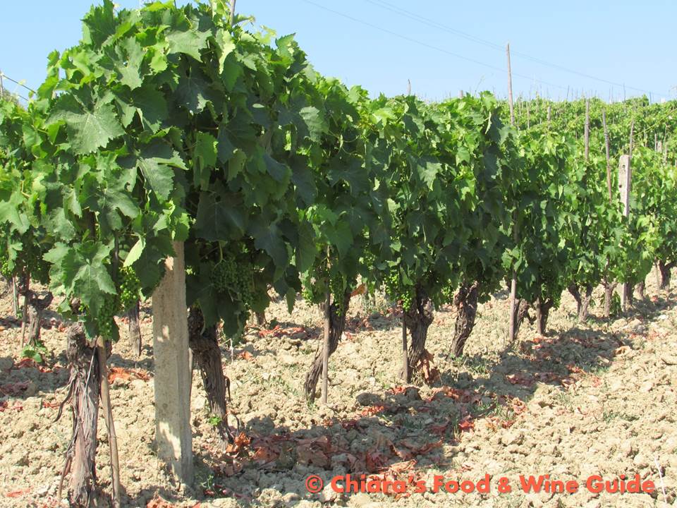 vines