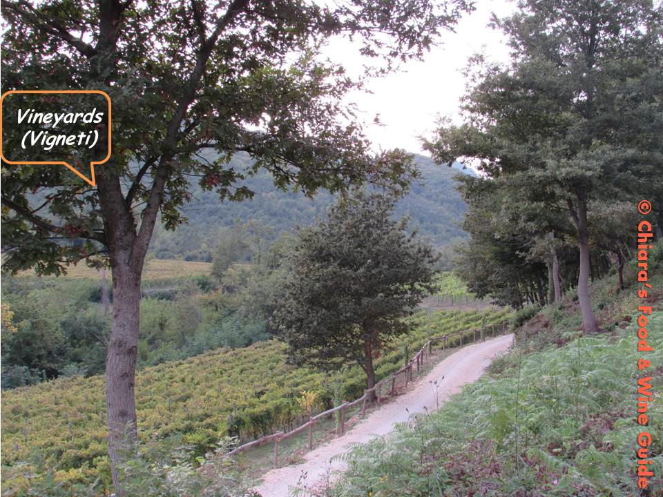 vineyards