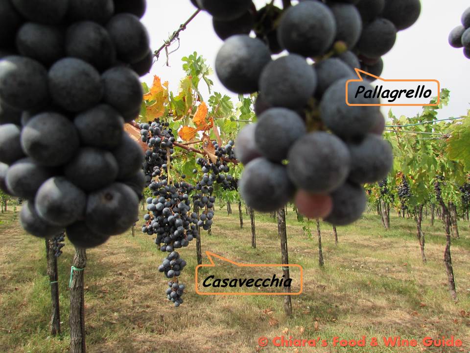 uve pallagrello e casavecchia