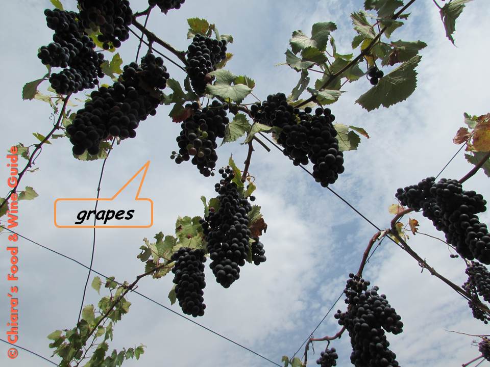 grapes in caserta area (Campania)