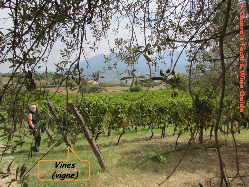 vigne di Terre del Principe - zona Caserta (Campania)
