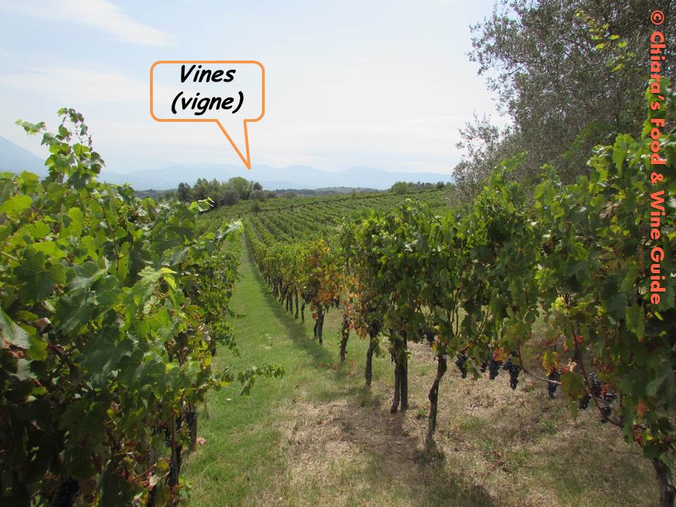 vines at terre del principe winery (campania)