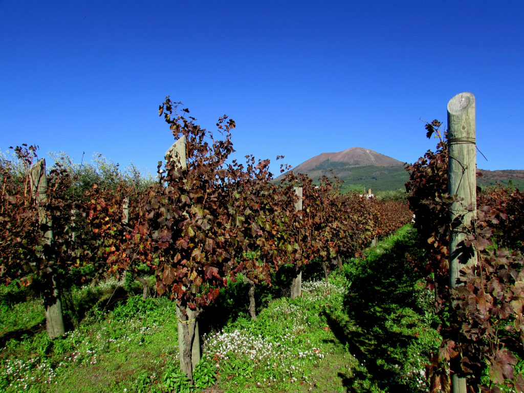 vigne-vesuvio